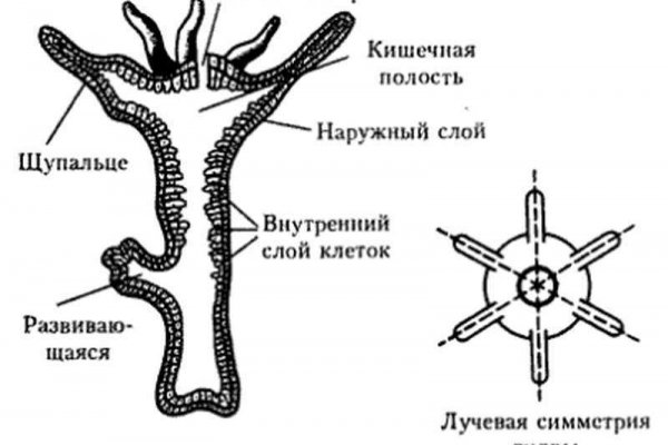 Кракен сайт 1kraken me