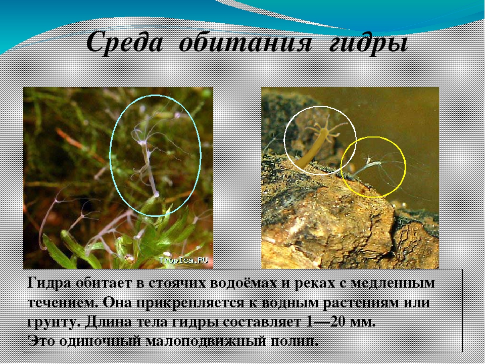 Kraken маркетплейс официальный