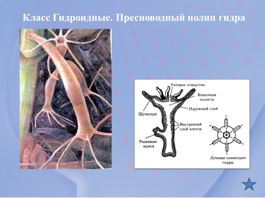 Кракен актуальная